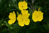 comment-utiliser-huile-onagre