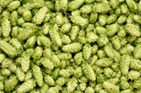 houblon-plante