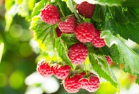 cetone-framboise-danger