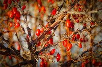 bienfaits-berberine