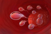 combien-de-temps-met-un-spermatozoide-pour-atteindre-ovule