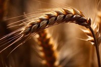 regime-sans-gluten-aliments-a-eviter