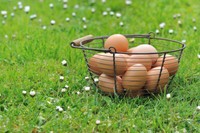 integrer-oeufs-dans-son-alimentation