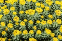 composition-rhodiola