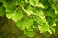 ginkgo-biloba-bienfaits