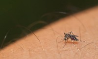 allergie-piqure-moustique