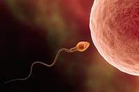 spermatozoides-forme-typique